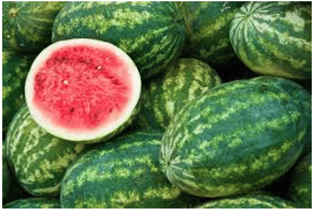 PMWeb 7 Watermelon 